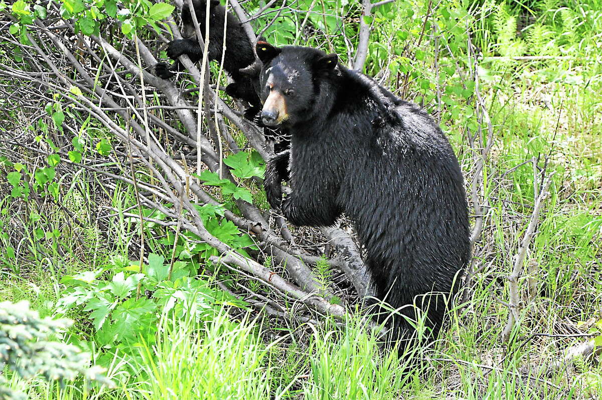 This June 11, 2014, photo provided by Alaska Public Media shows a black bear.