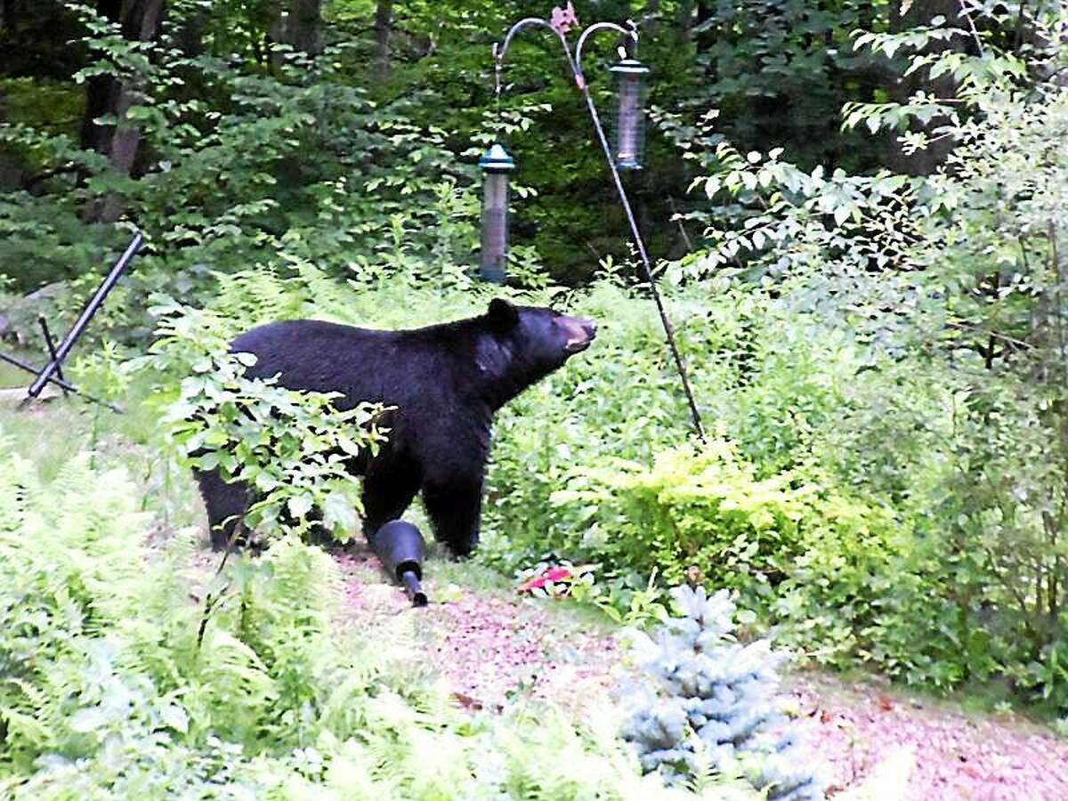 A black bear makes a morning snack out of suet cakes outside the Norris’s deck in North Guilford in this file photo from July 2011.