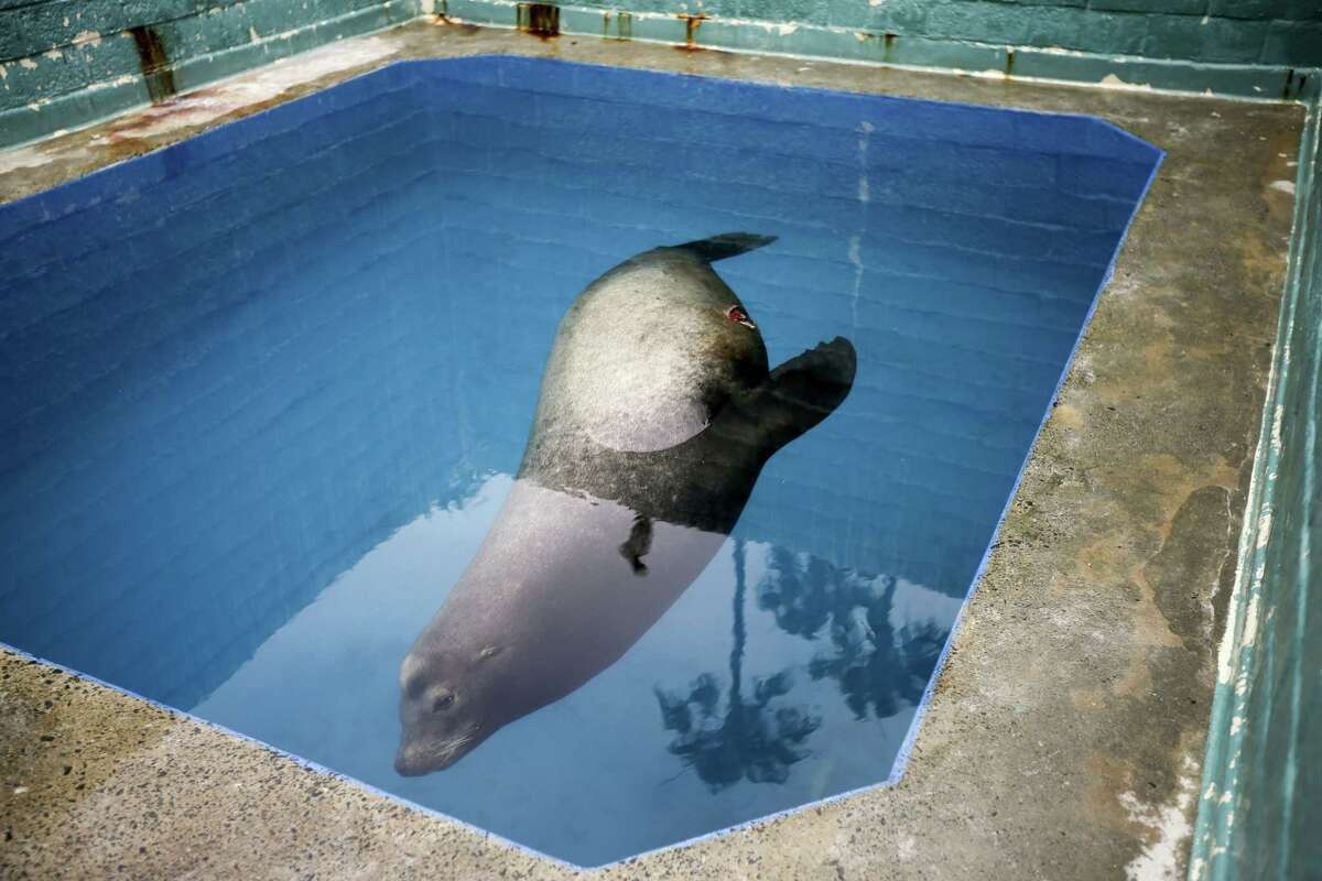 FILE - In this Wednesday, May 27, 2015, file photo, a giant sea lion, nicknamed Bubba, swims in a recovery pool at SeaWorld San Diego's animal rescue center in San Diego. Bubba, who was found impaled by a homemade spear in May, died Wednesday, June 3, after going into cardiac arrest during an exam. (AP Photo/Gregory Bull, File)