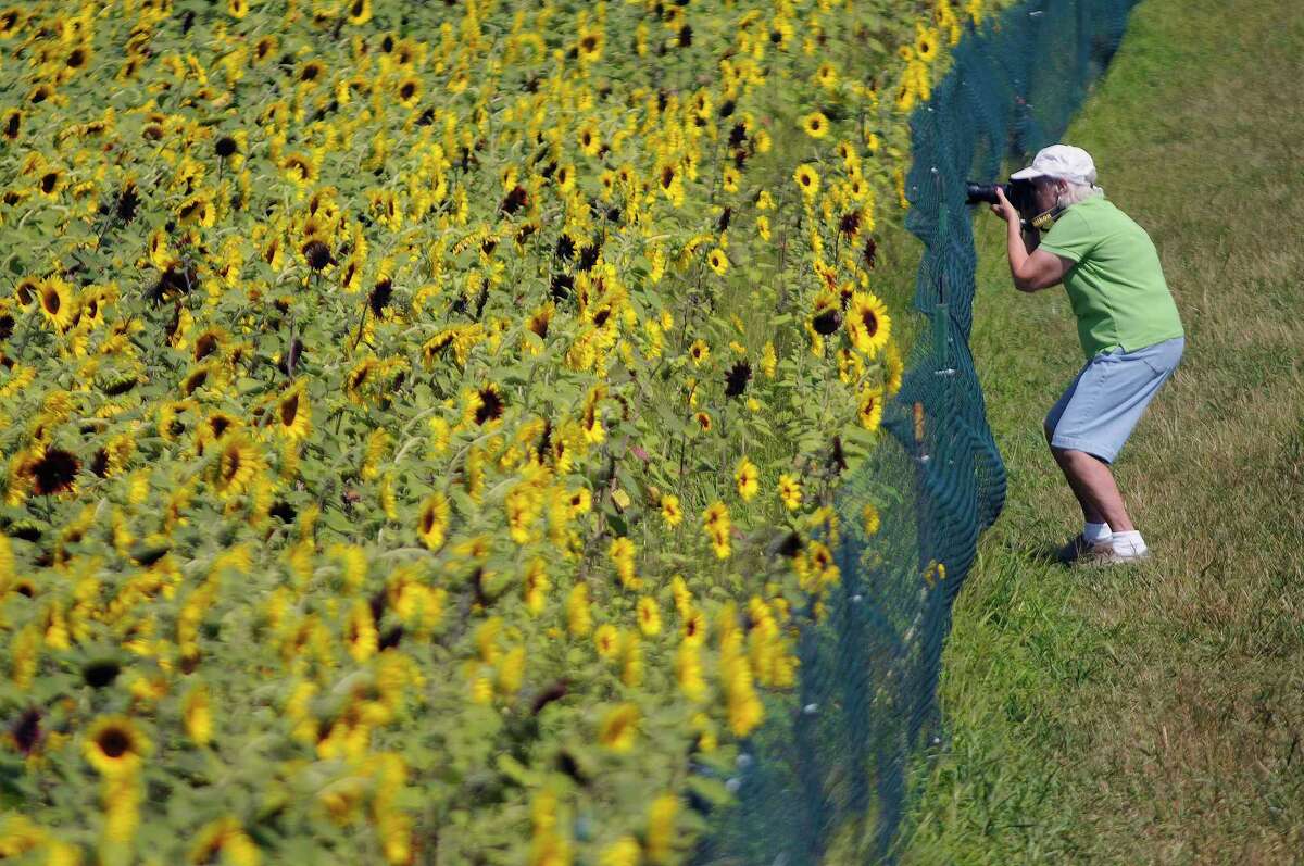 File Betty Leidy, of Meridenphotographs the sunflower maze