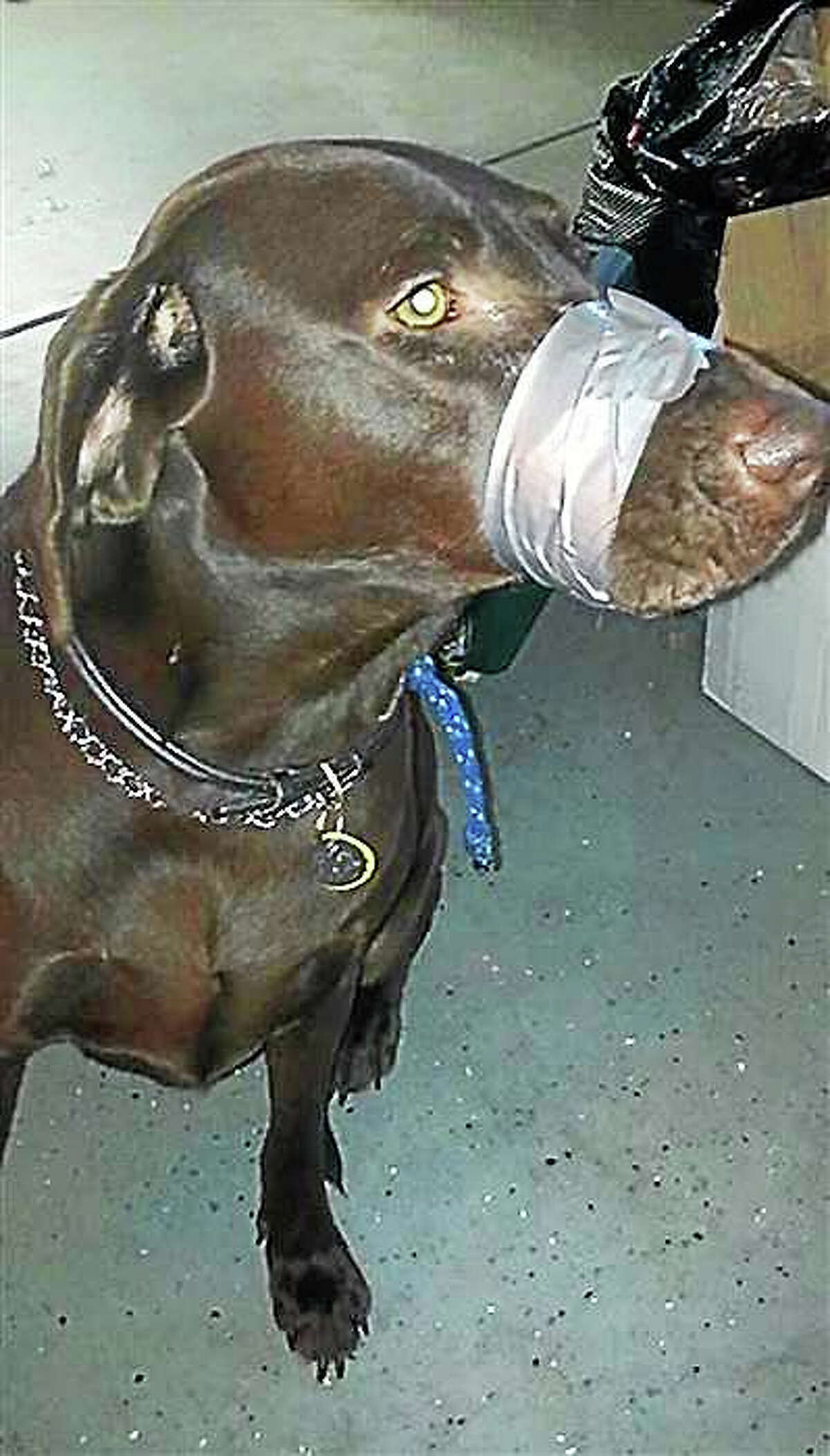 An Avon woman is under investigation as a Facebook photo of her dog’s snout wrapped in duct tape goes viral.