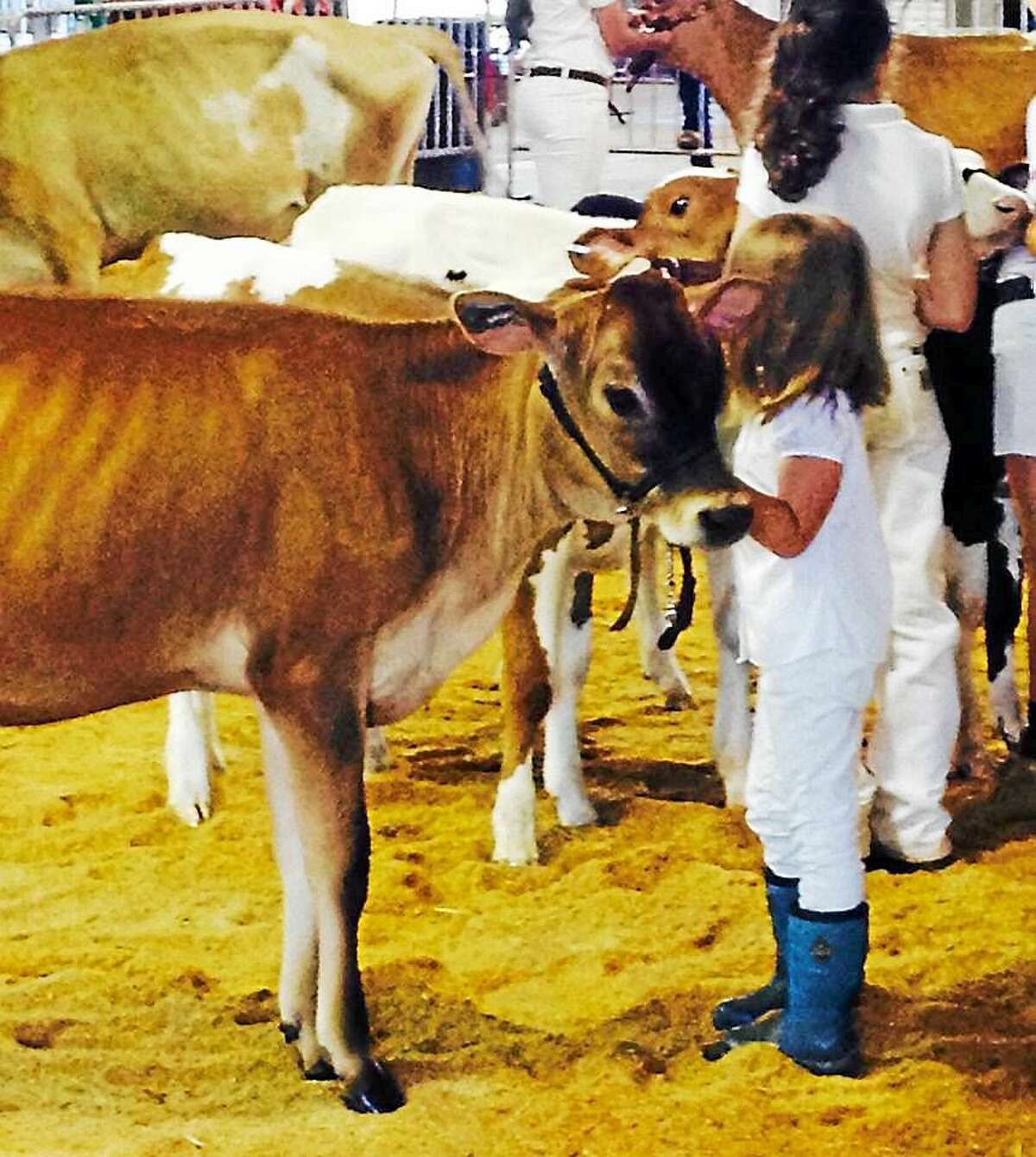 A young 4-H member holds her calf during a judging session at last y ear's event.