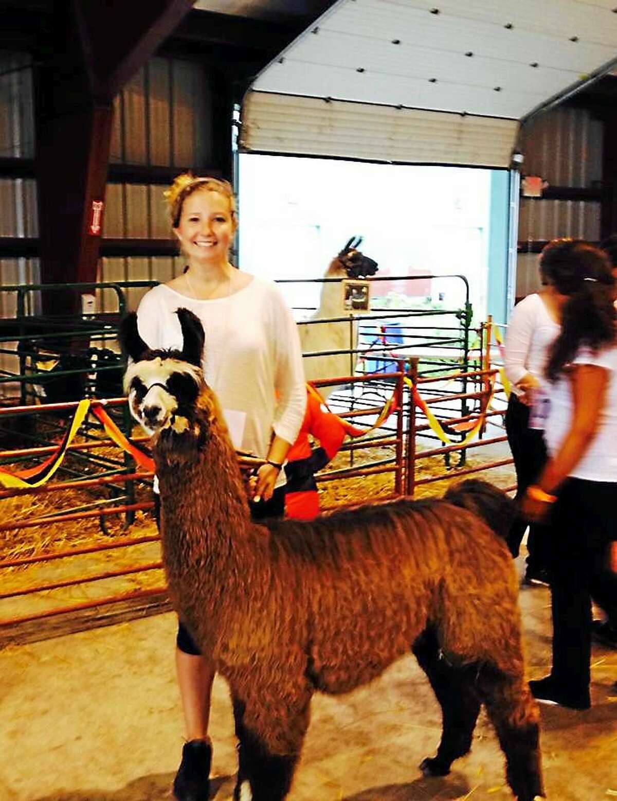Contributed photo A 4-H club member prepares to show her alpaca at last year's fair, which returns to Middlesex County this weekend.