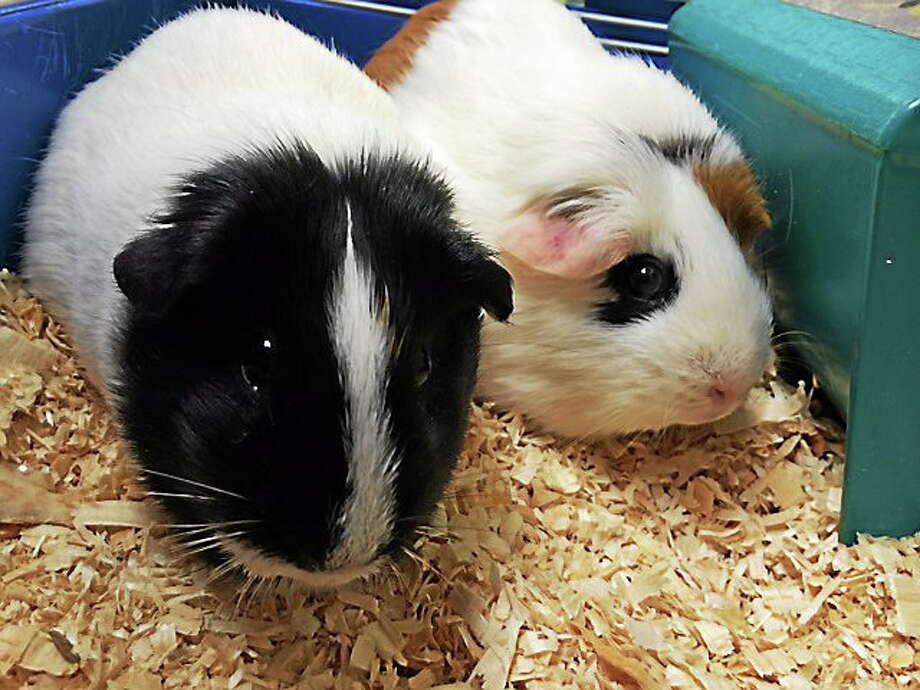 is it better to have two guinea pigs