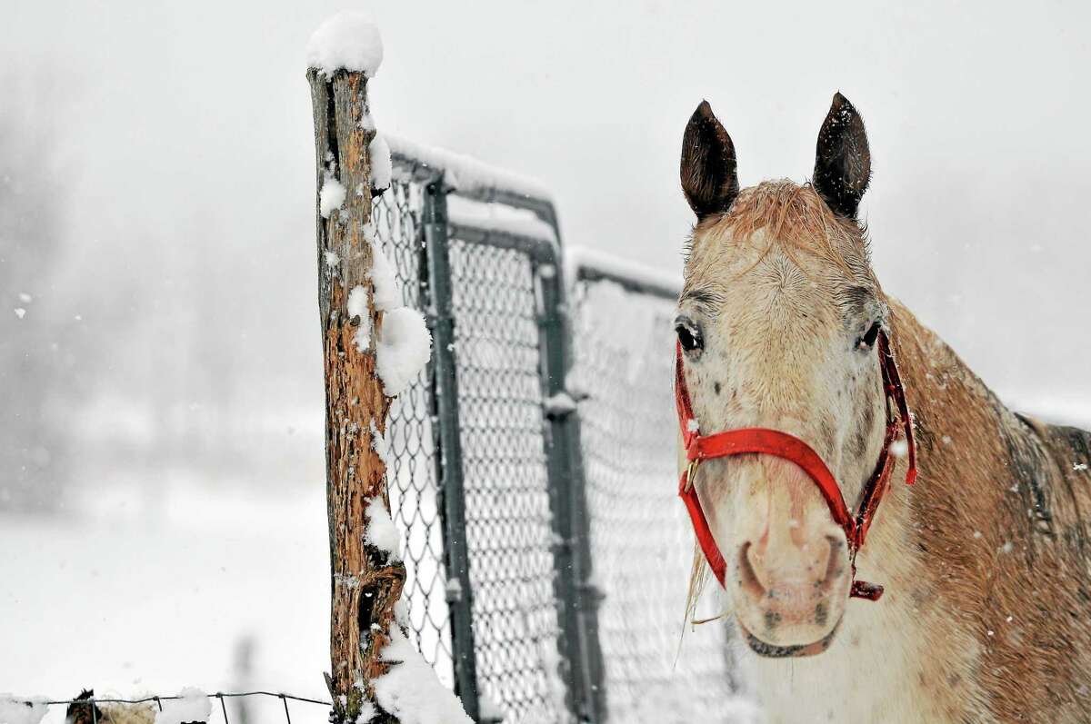A bright red bridle gives a splash of color to a horse on a snowy day in Durham in this Feb. 3 photo.