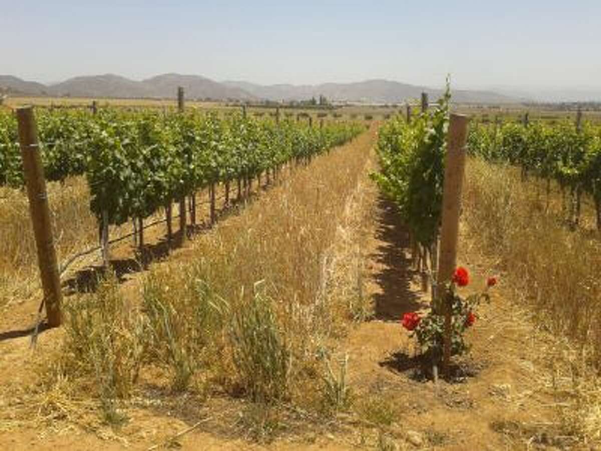 The vineyards at Finca La Carrodilla