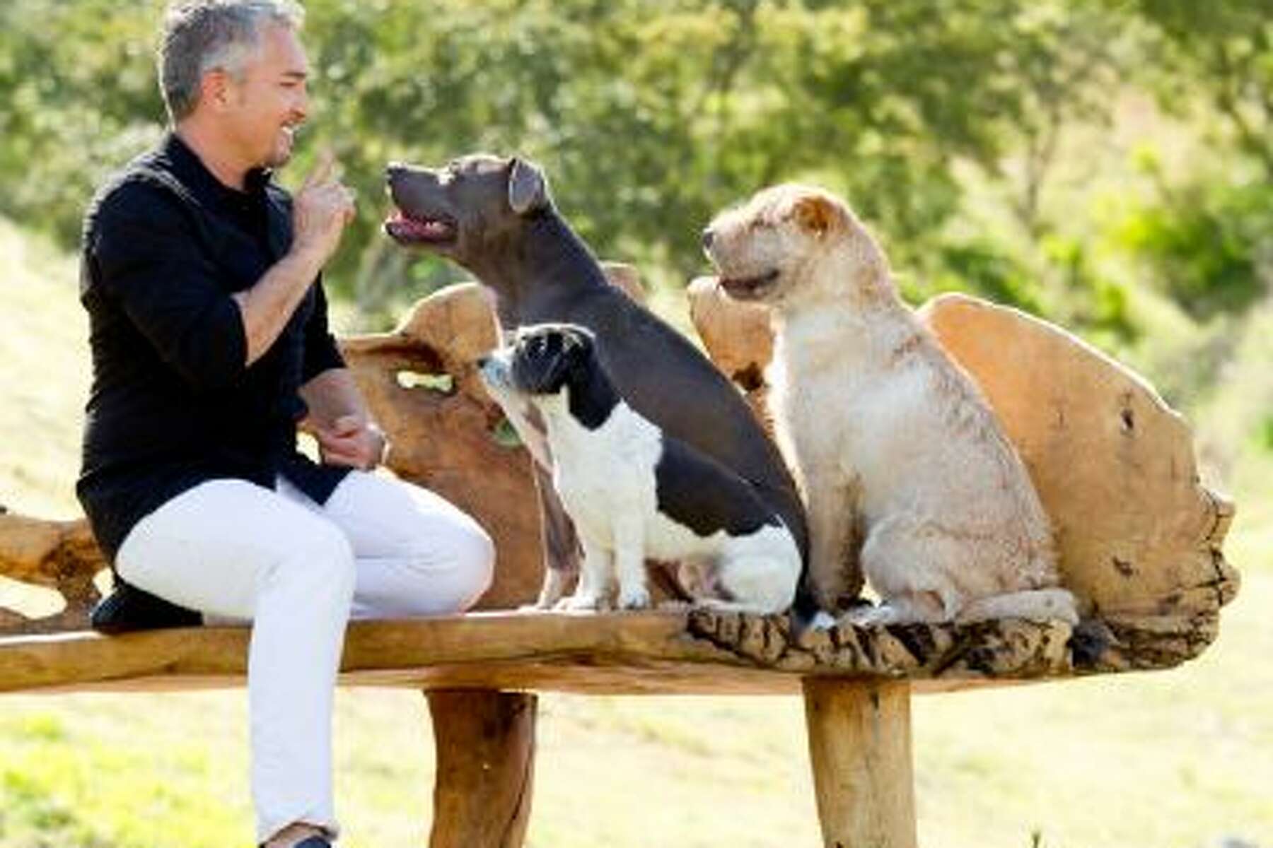 is cesar millan still training dogs