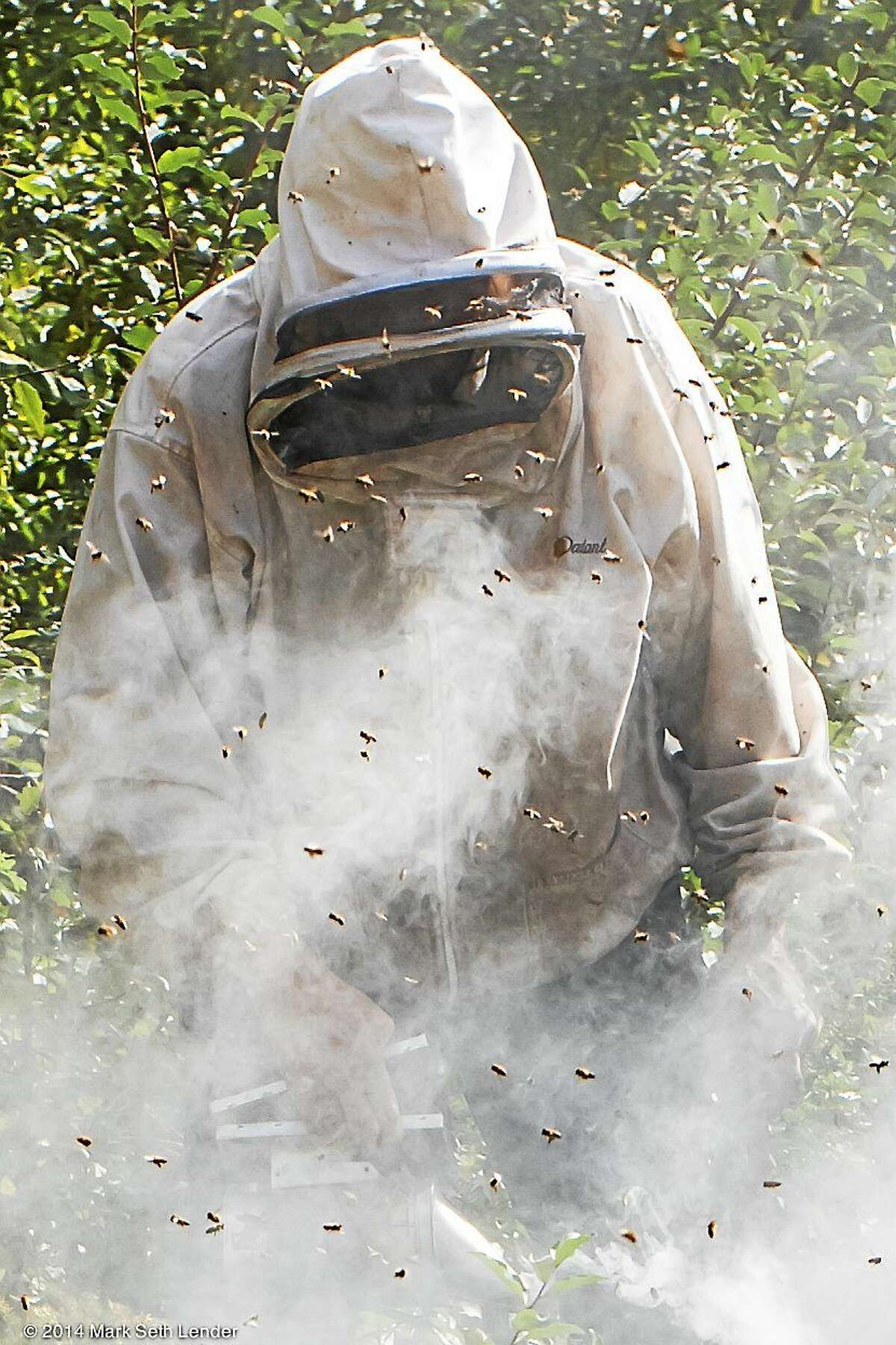 Jim Clinton calming an angry hive with smoke.