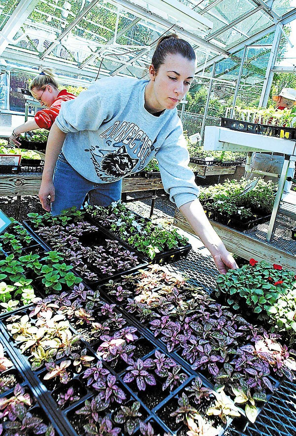 Middletown High School sophomore Ashley Scott works in the VoAg greenhouse during the annual VoAg Plant Sale in this archive photo.