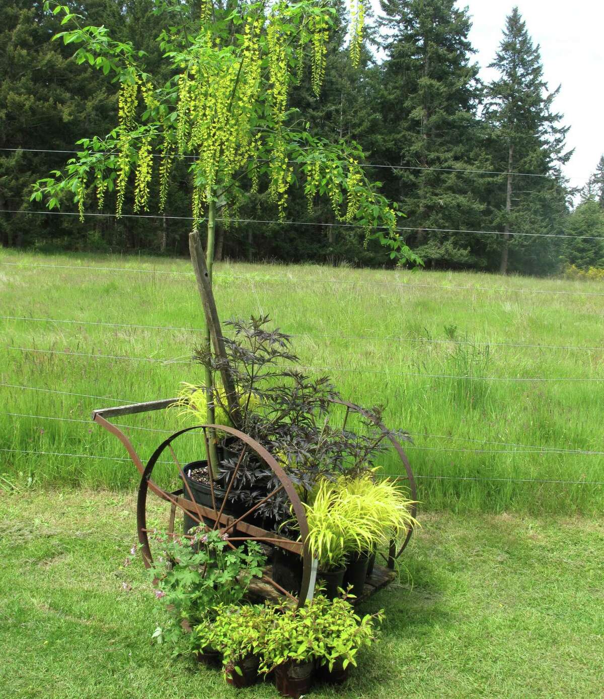 Wheeled devices, like this old cart at Cultus Bay Nursery and Garden near Clinton, Wash., serve as attractive plant beds that can be moved across the country or simply pushed into a sunny corner of the patio.