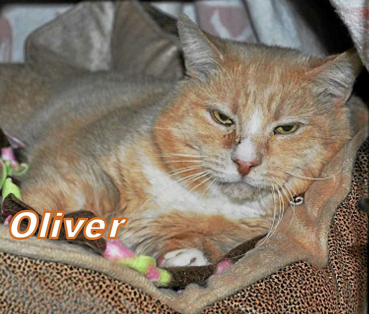 I'm Oliver! I am about 2 years old, Orange/Buff-colored neutered male. I am a laid back, easy-going boy and love to be petted and snuggled. I get along well with other cats, but I would also do just fine as the only pet. A quiet home with a devoted owner who will give me time to adjust is what I am looking for. Once I get to know you, I will give you lots of love in return! I am patiently waiting for someone to give me a chance of a forever home where I can give and get love and attention! Cat Tales is seeking permanent adoption for me and will tell you the best way to take care of me. Please call Cat Tales at (860) 344-9043 or Email: info@CatTalesCT.org to inquire about Oliver!