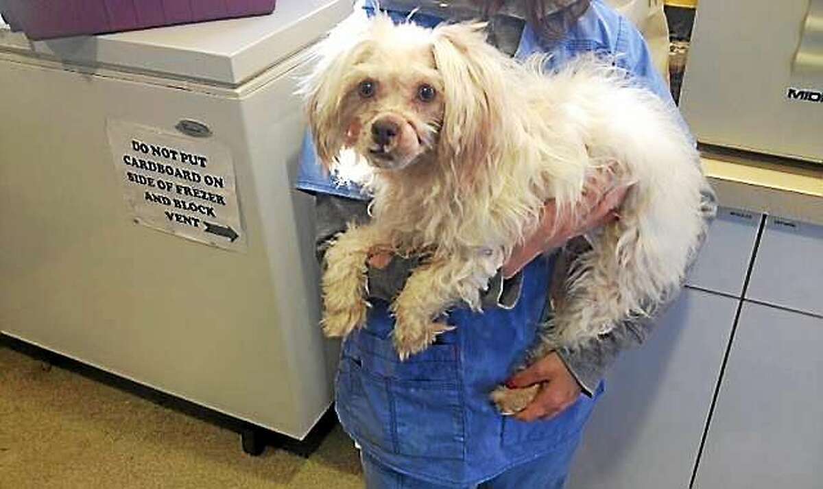 Meriden Police are searching for the owner of this year-old Maltese/poodle mix which was found wandering in distress with an elastic band around her snout. Police say the band embedded into the dog’s flesh and prevented it from eating.