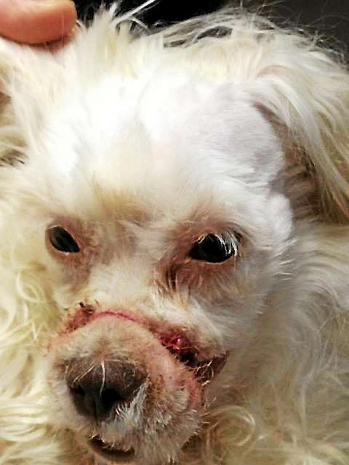 Meriden Police are searching for the owner of this year-old Maltese/poodle mix who was found wandering in distress with an elastic band around her snout. Police say the band embedded into the dog’s flesh and prevented it from eating.