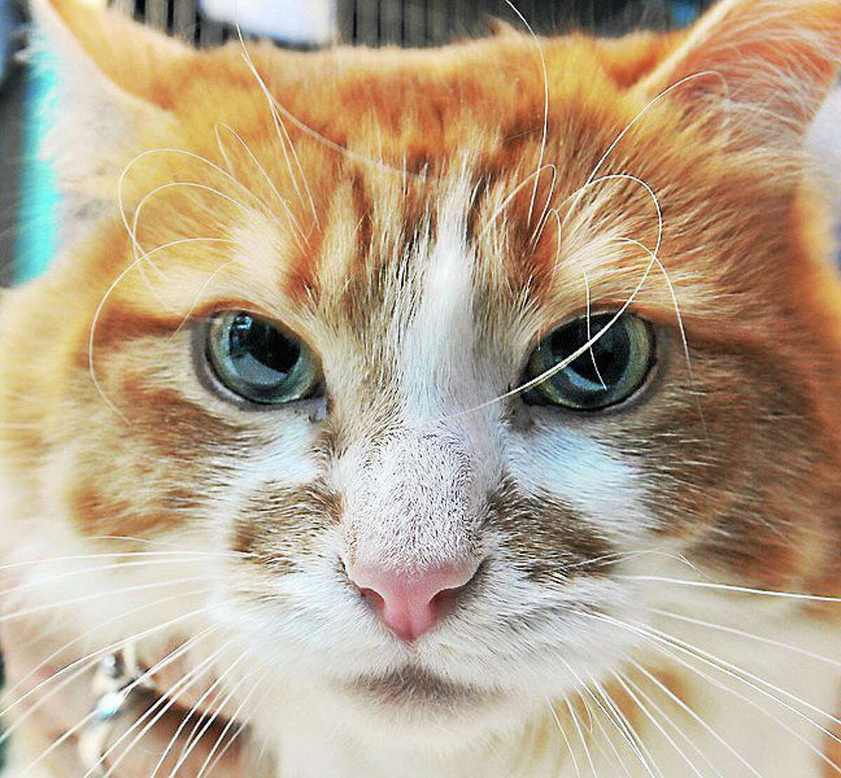 January 31, 2014 - Kimber, a 2-year-old orange and white female. Prefers women over men. Ideally best home would be one where she's the only animal. Call CATALES, Inc. at 860-344-9043. CATALES, Inc. is a non-profit no-kill organization consisting of volunteers dedicated to improving and enriching the lives of homeless cats and kittens. http://www.catales.org/kimber-p-849.html (Catherine Avalone/The Middletown Press)