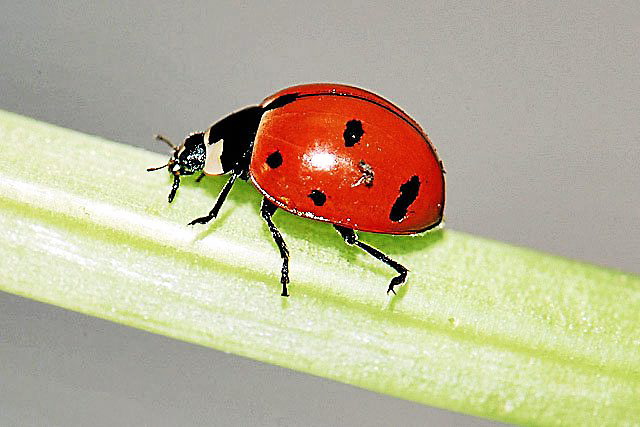 Are Lady Bugs Invading Your Home? - Carolina Country