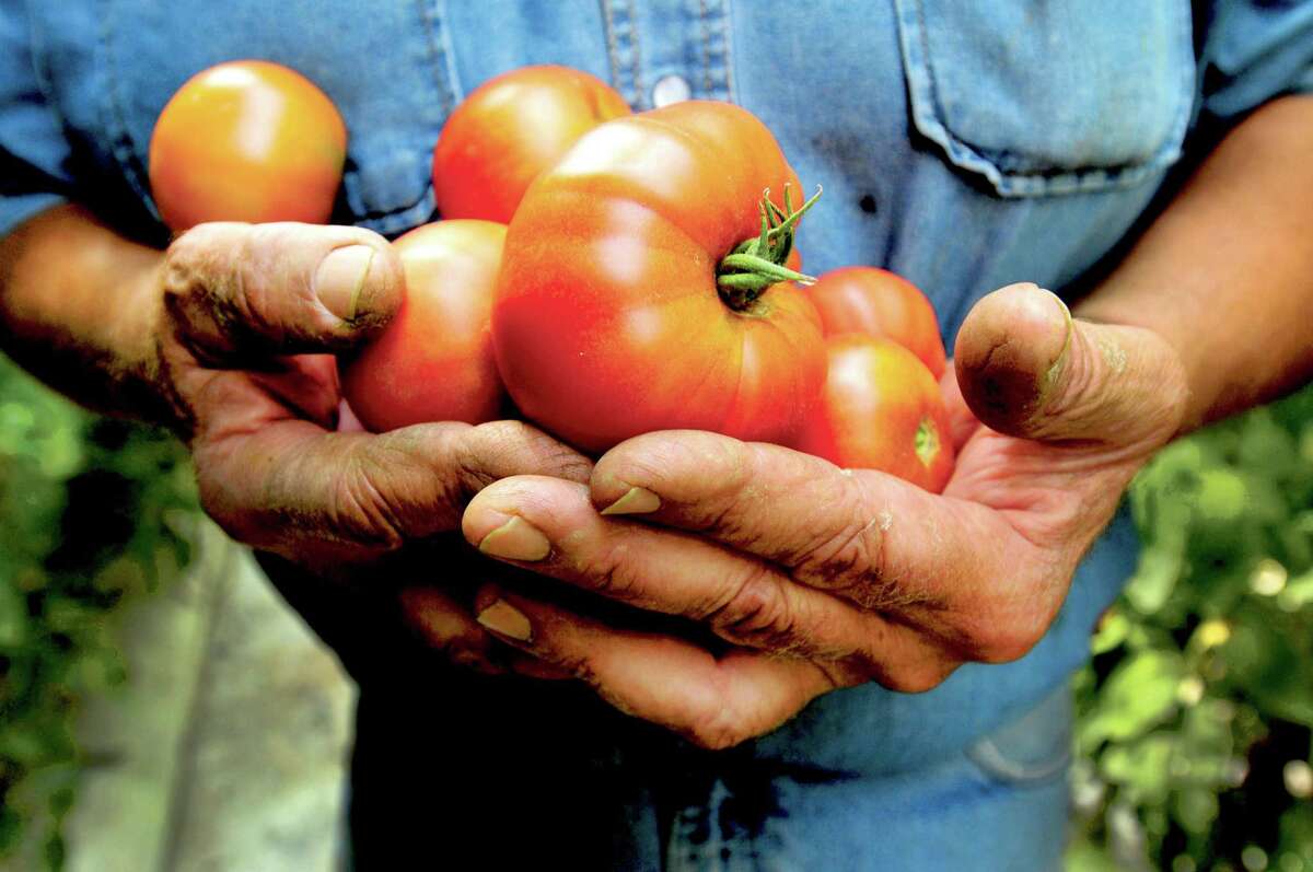 Peter Hvizdak — Register The hard working hands of farmer Jay Medlyn, a fourth-generation owner of Medlyn's Farm in Branford, hold his precious tomatoes. Medlyn is known for his locally grown organic tomatoes. Tuesday, July 30, 2013.