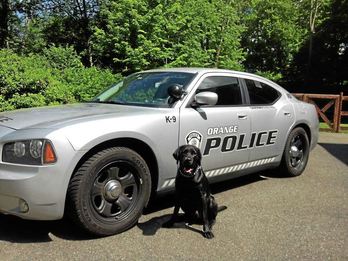 This is Trent, a purebred Labrador, a narcotics detection K-9, a first for the Orange Police Department. He was trained to detect numerous illegal drugs including marijuana, heroin, ecstasy, opiates, and more. Trent was purchased through Guiding Eyes in New York through a Connecticut State Police Program that takes dogs not suited for guide work and sends them to police departments as bomb, arson and narcotic dogs. Trent was funded through asset forfeiture monies the Orange police department received through past narcotic investigations.