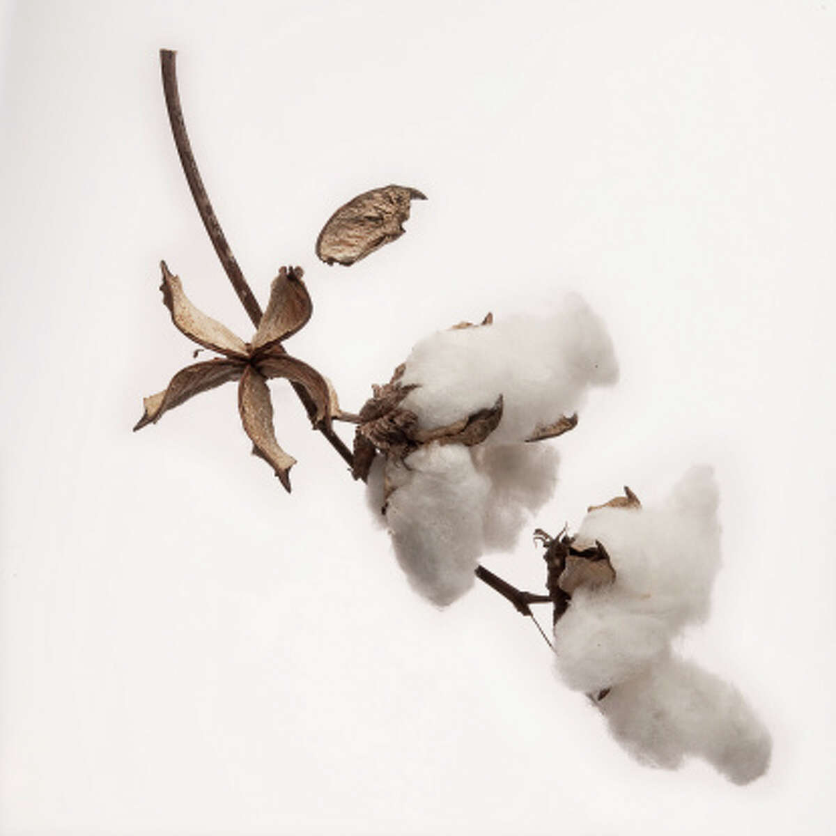 Texas' craziest high school mascots