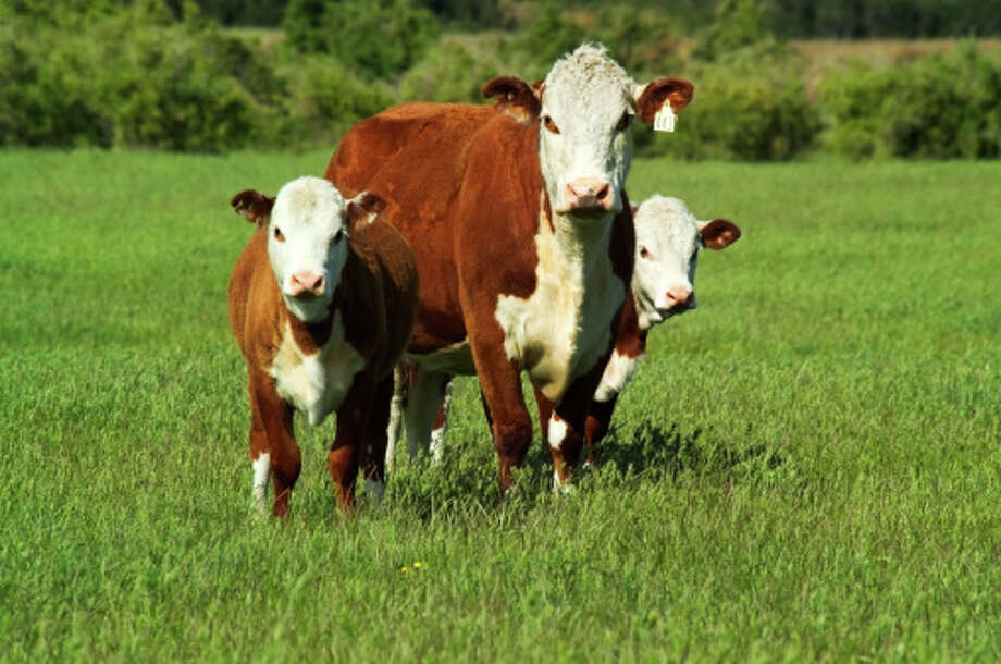 Texas' craziest high school mascots Houston Chronicle