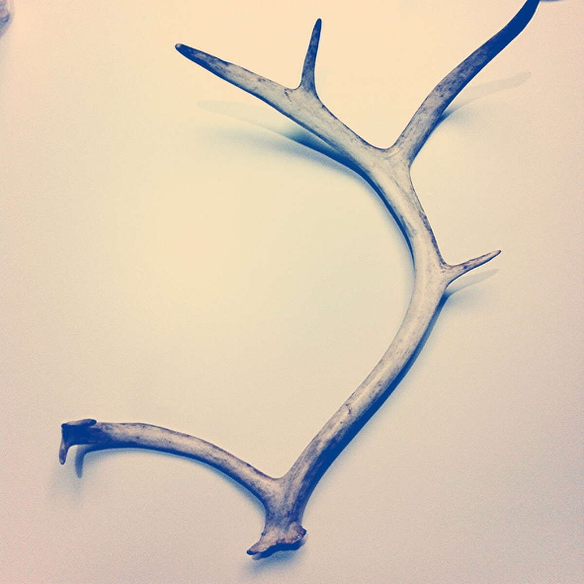 Texas' craziest high school mascots