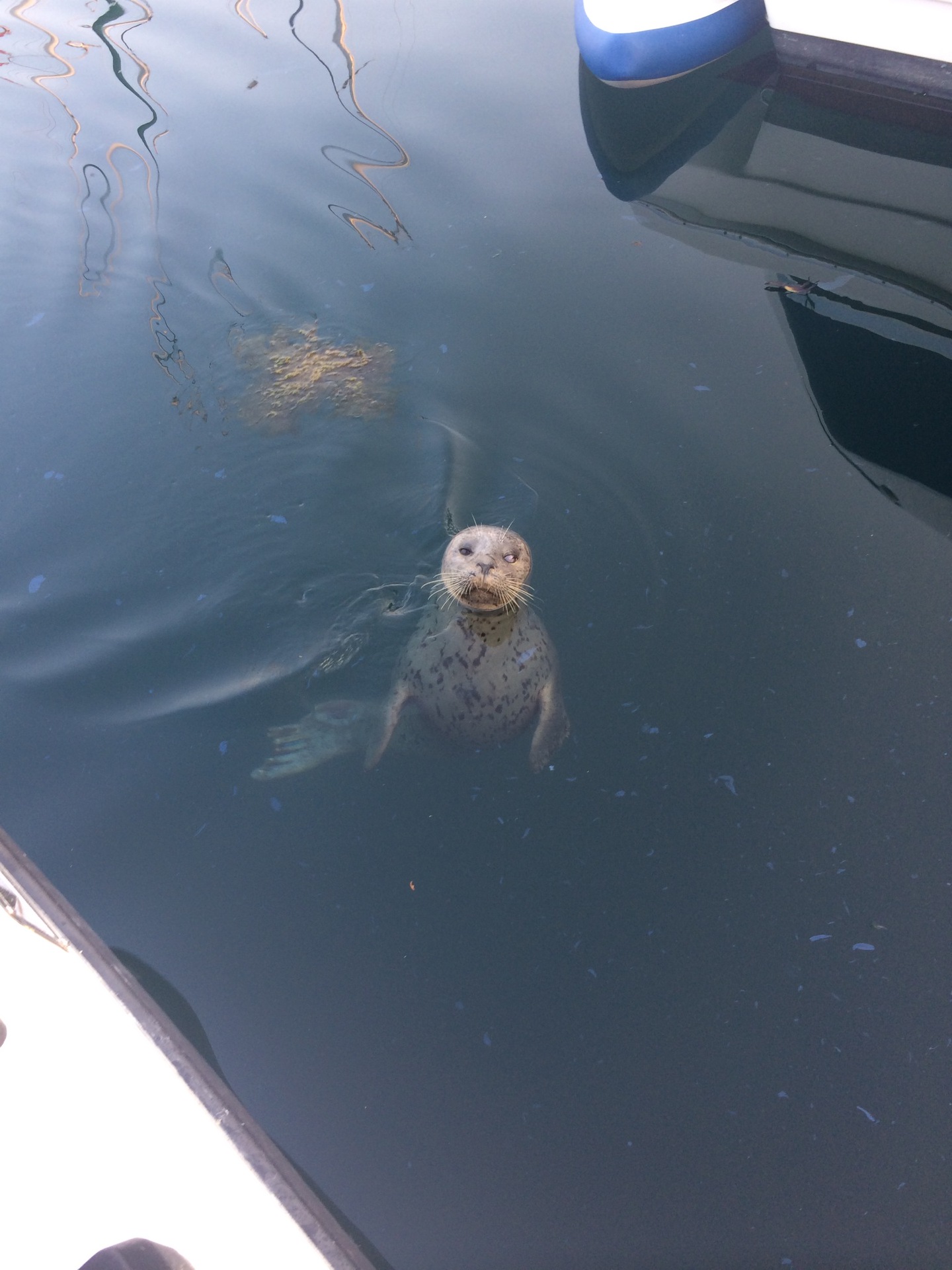 Celebrity harbor seal bites boater in Friday Harbor