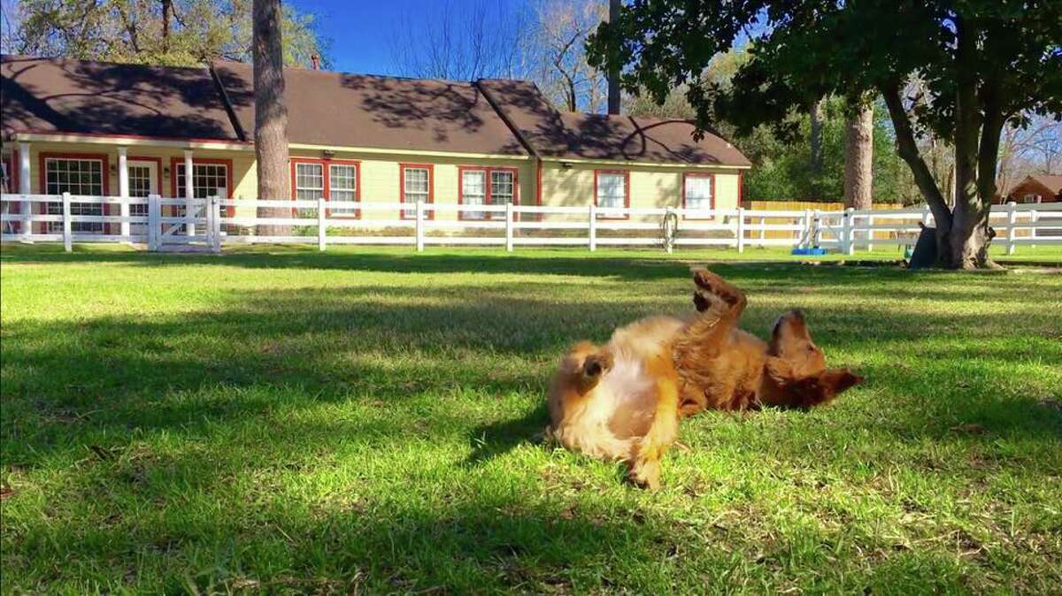 'Dog Ranch' offers private cabins and doggy spa days in Spring Branch