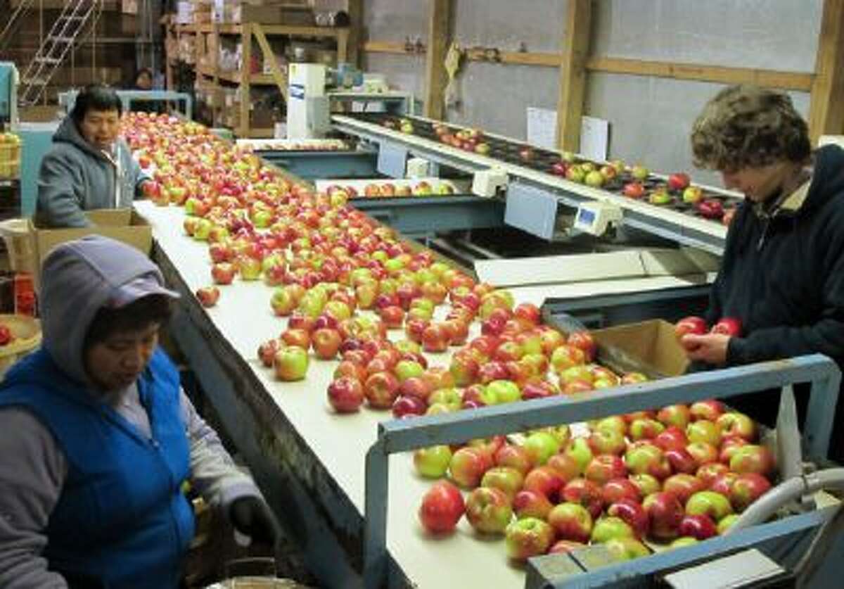 In this Nov. 7, 2013 photo workers at King Orchards in Central Lake, Mich., prepare apples for shipment to markets in Detroit and elsewhere.