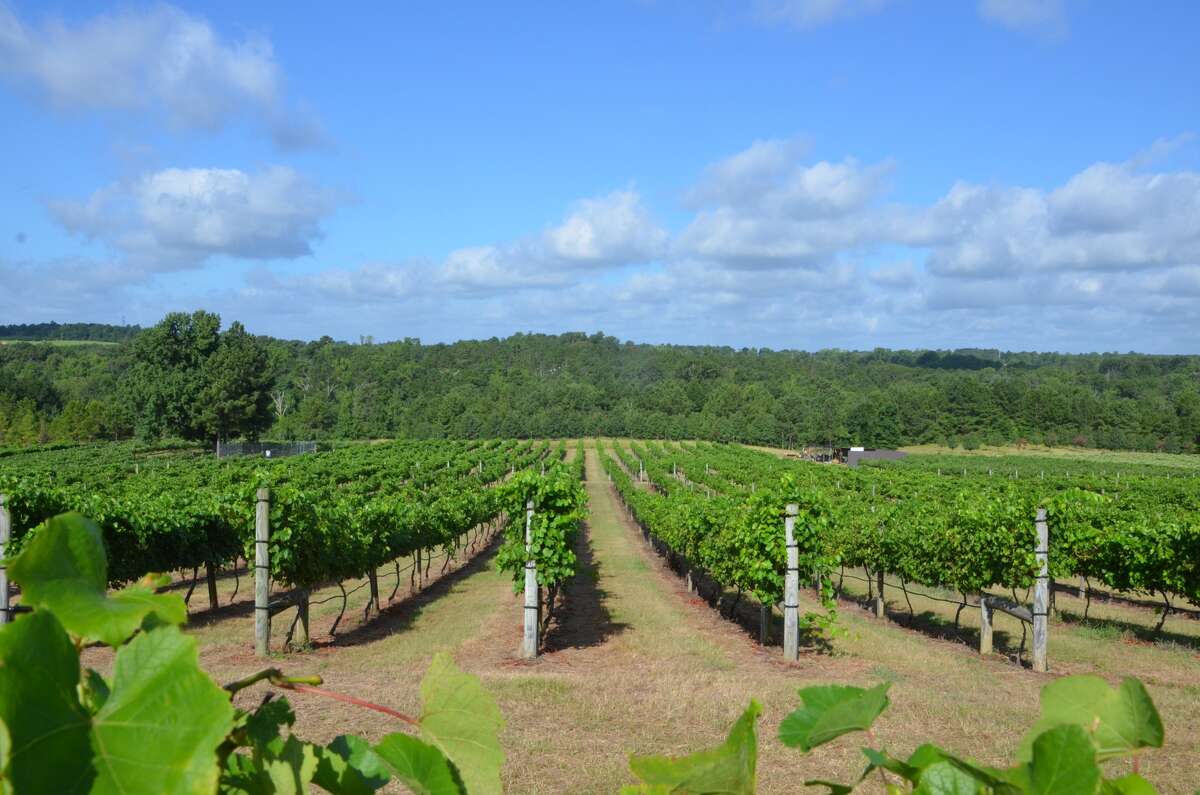 Texas vineyards are expected to have a banner season for grape quantity and quality this year.