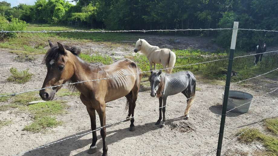 More than 80 miniature horses, ponies rescued from property near