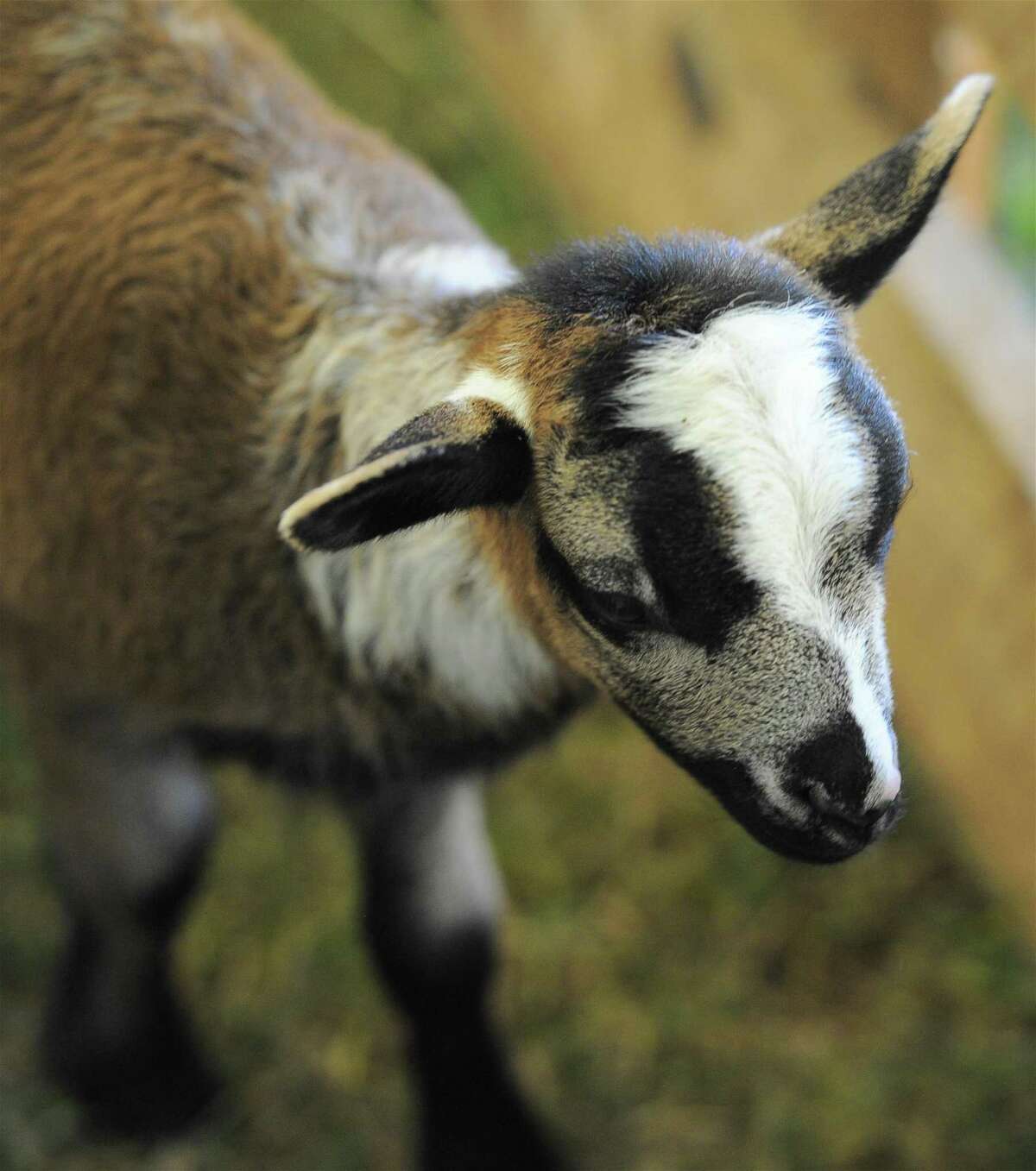 Bridgewater Country Fair coming this weekend