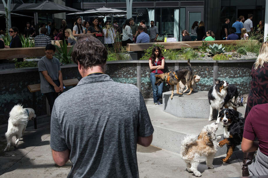 amazon dog park