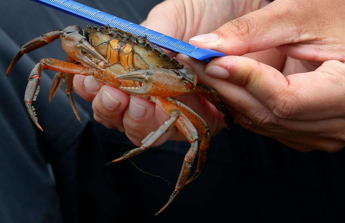 Kate Bimrose measures a non-native European green crab trapped and removed from Seadrift Lagoon in Stinson Beach, Calif. on Tuesday, Aug. 15, 2017. Marine biologists recorded 333 of the species trapped on Tuesday alone. The invasive crustaceans have been plaguing the Pacific coast from Monterey Bay north to British Columbia for the past several years.
