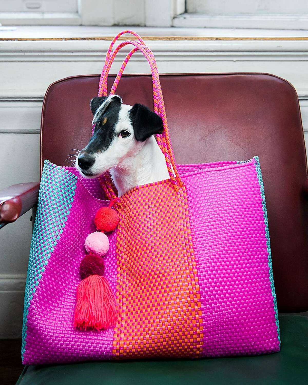 The author's dog, Stella, poses in her Anna bag.