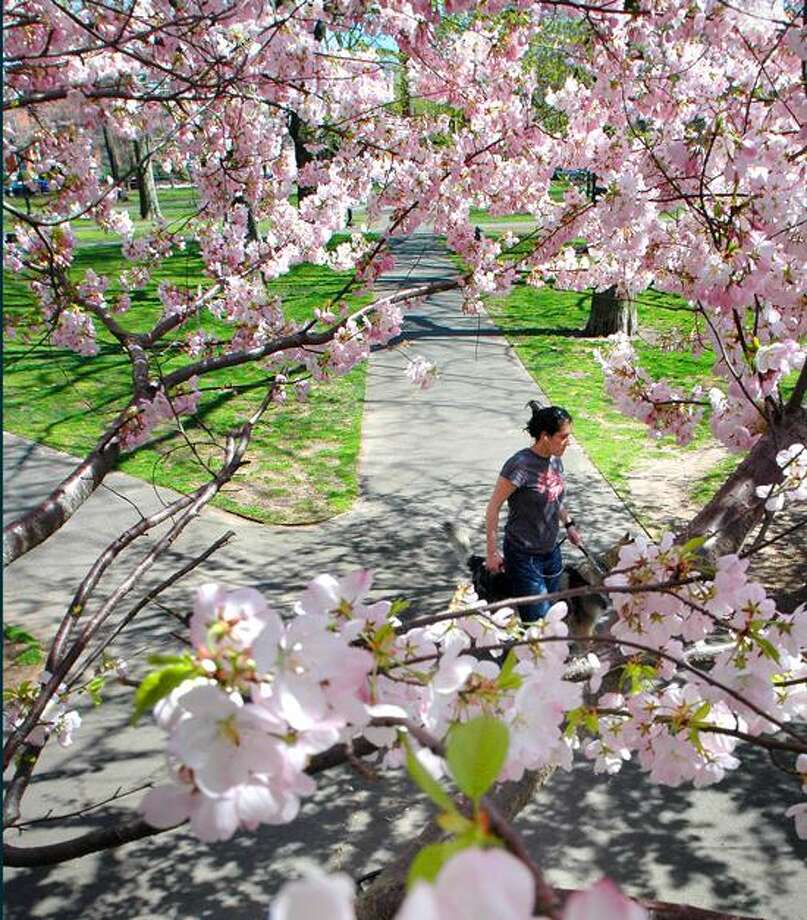 Wooster Square Set For Its Annual Cherry Blossom Festival Slide