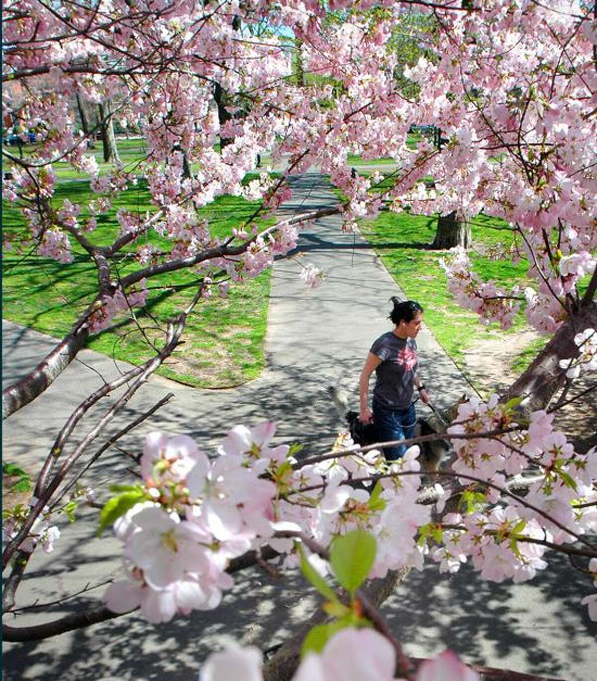 Wooster Square set for its annual cherry blossom festival (slide show)