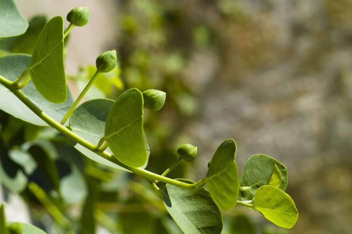 Tiny capers pack a whole lot of flavor and nutrition
