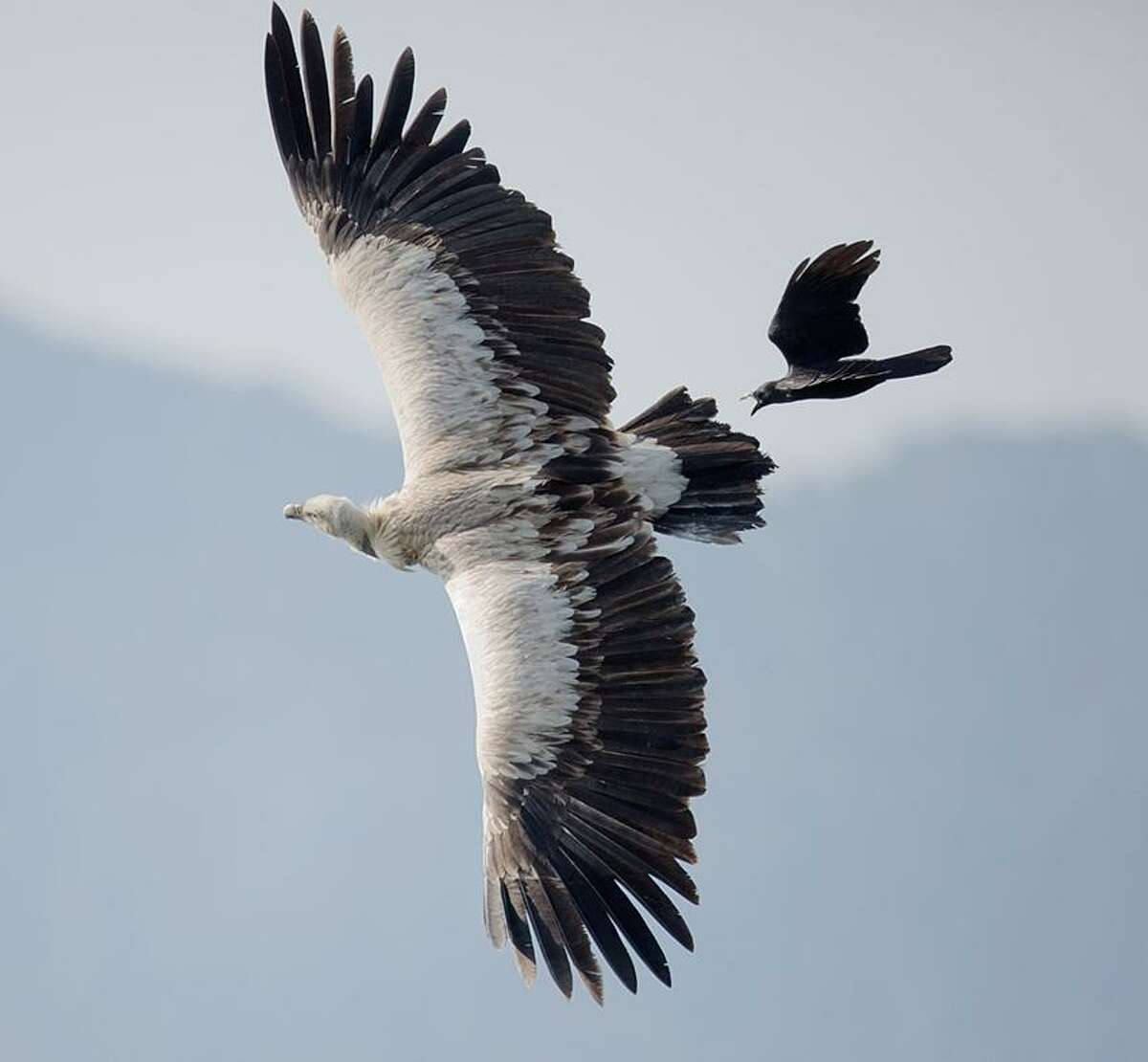 Robert DeCandido photo: A certain crow takes exception to a Himalayan vulture in its neighborhood. Vultures of Nepal will be the topic of the New Haven Bird Club meeting this week.