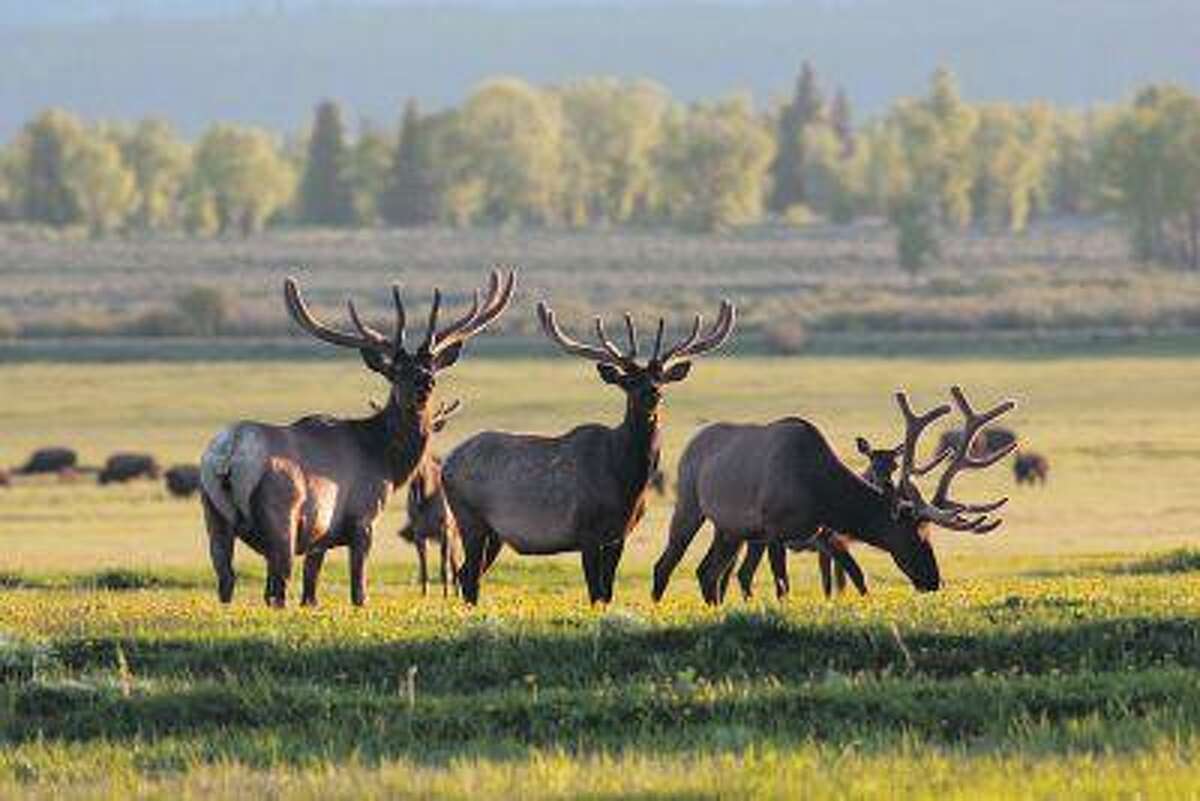 The wildlife viewing in the Jackson Hole, Wyo., area is hard to beat. Jason Williams