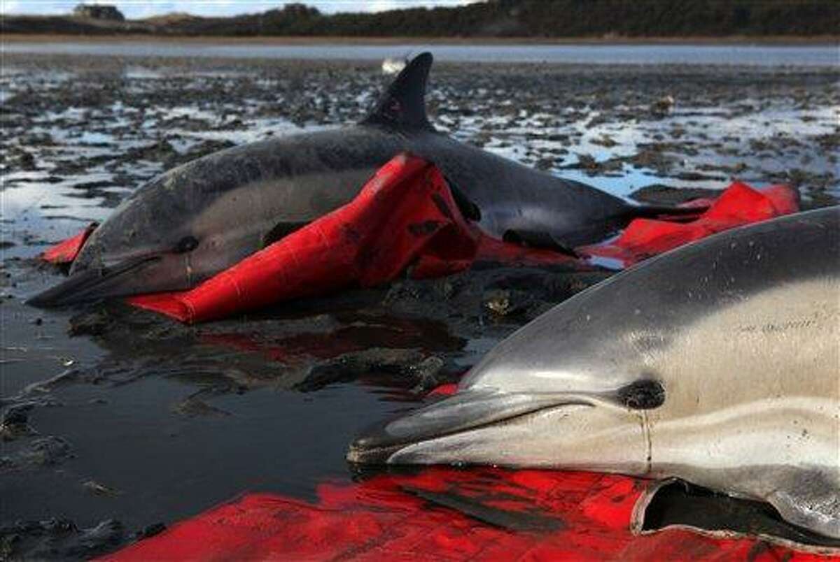 In last 2 weeks, 98 dolphins beach themselves on Cape Cod; 77 die In last 2 weeks, 98 dolphins beach themselves on Cape Cod; 77 die