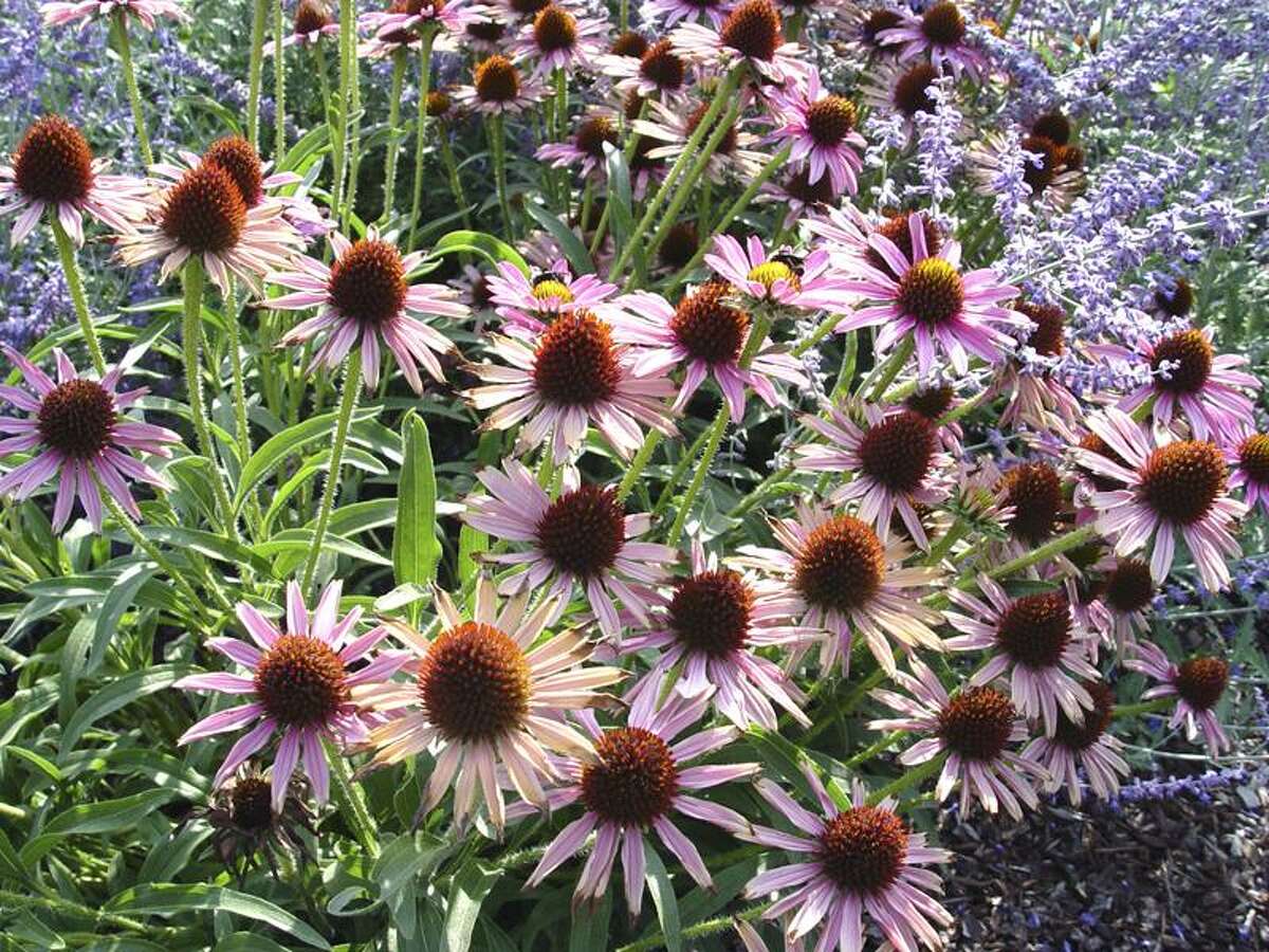 Our native purple coneflower, Echinacea purpurea, benefits from fall division every few years. (SHNS photo courtesy Maureen Gilmer)