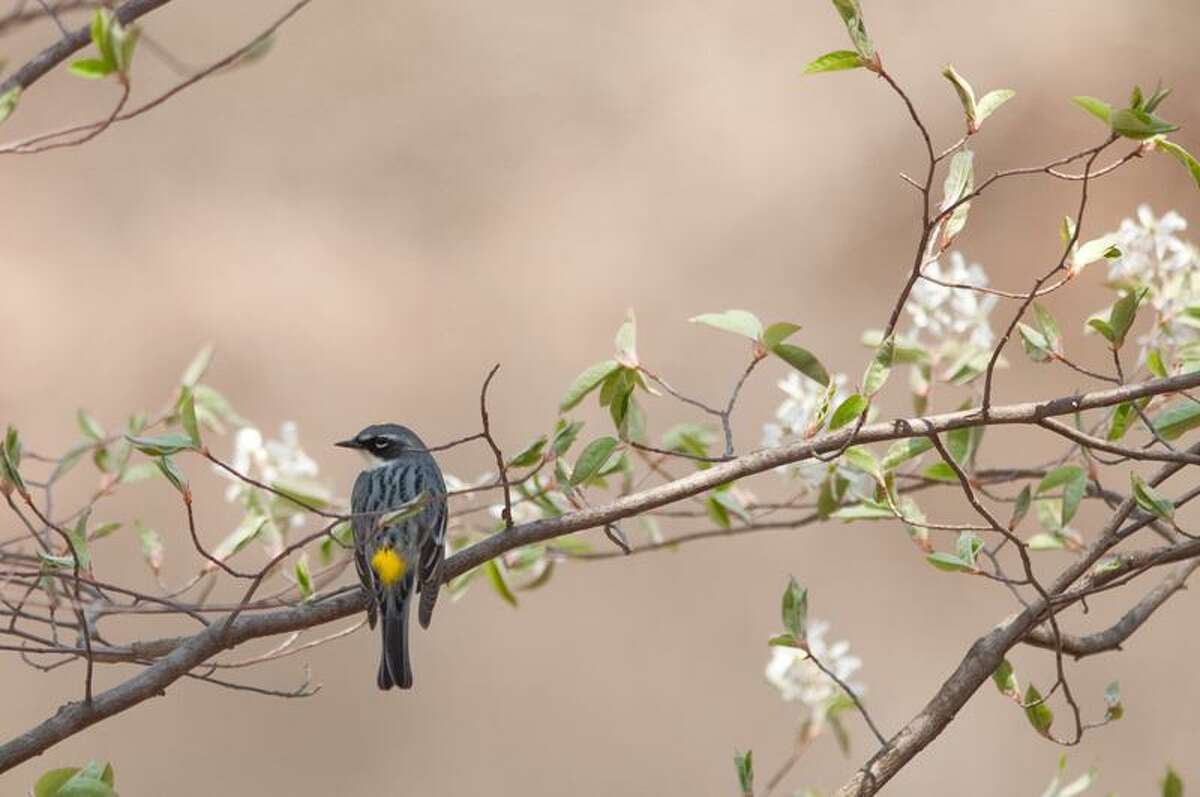 Bird photos courtesy of Twan Leenders: Warblers such as this yellow-rumped variety provide a parade of color during spring migration when trees haven't fully leafed out.