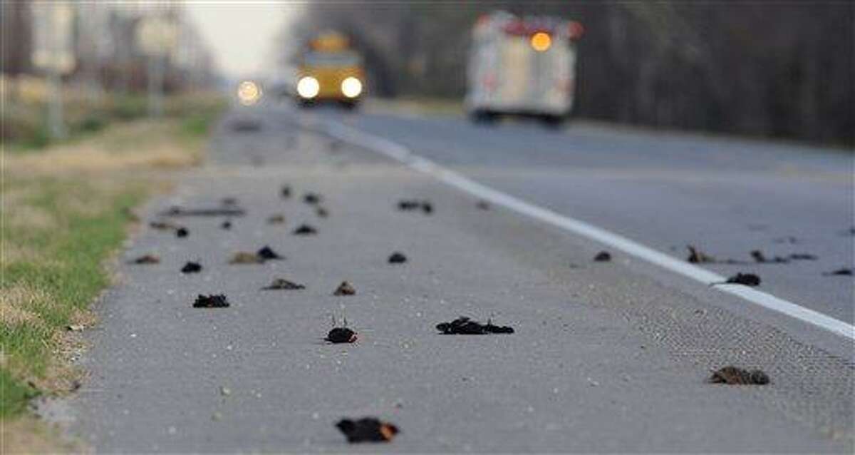 Hundreds of dead birds lay along the side of the Morganza Hwy. in Pointe Coupee Parish, La., Monday, Jan. 3, 2011, about 300 miles south of Beebe, Ark., where more than 3,000 blackbirds fell from the sky three days earlier. Louisiana state biologists are sending some of the birds found at Labarre to laboratories in Georgia and Wisconsin for testing. (AP Photo/The Advocate, Liz Condo)