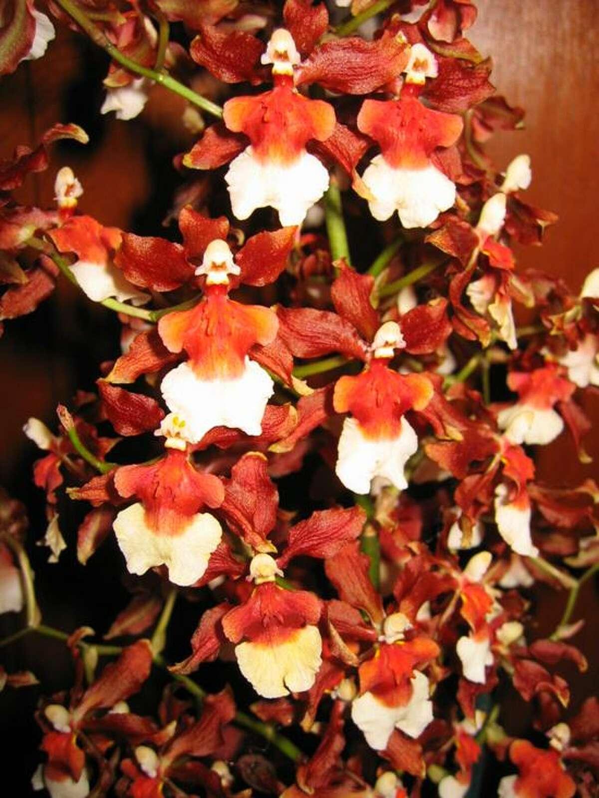 Orchid Flower Show West Hartford Ct Best Flower Site