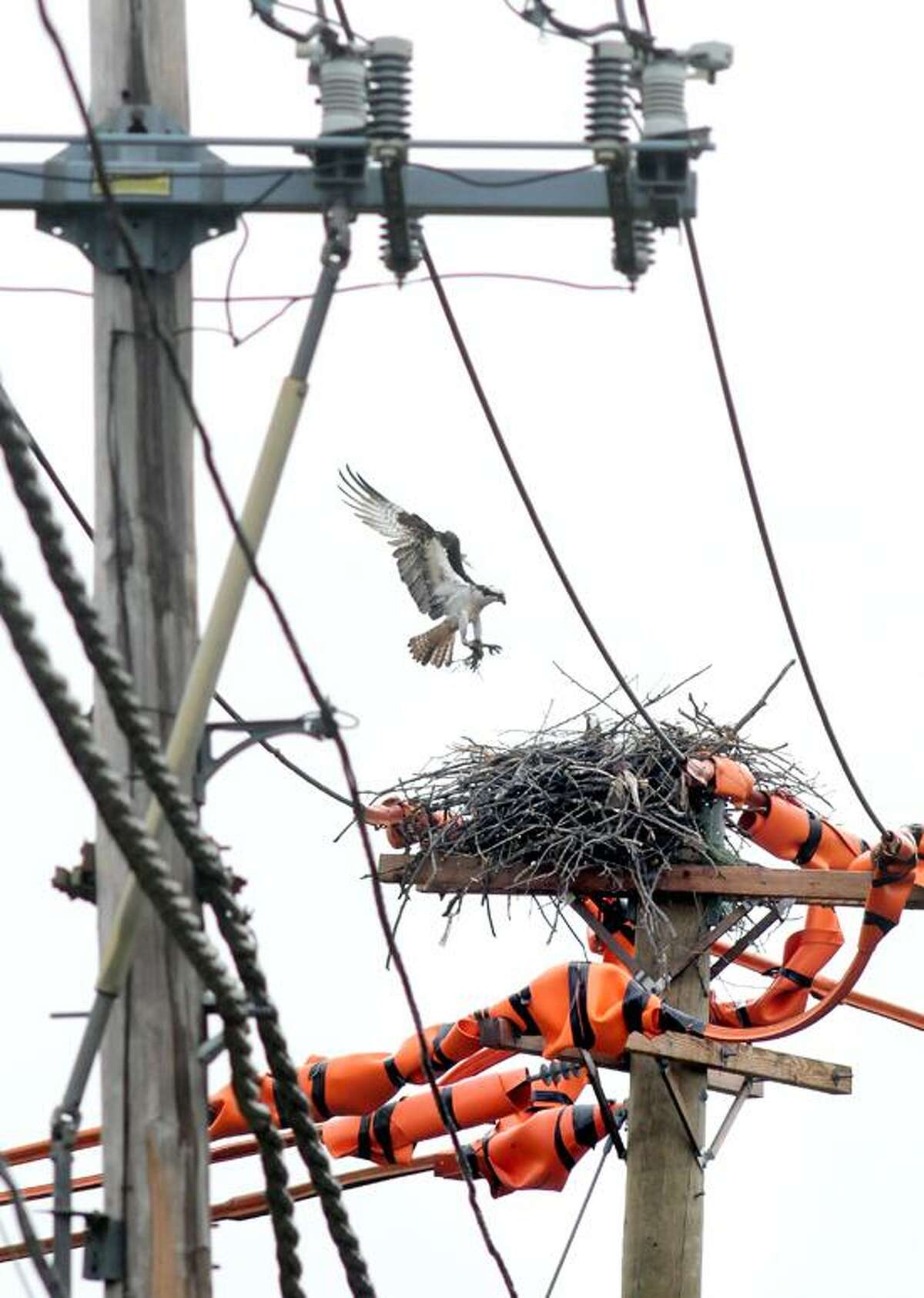 osprey nest removal