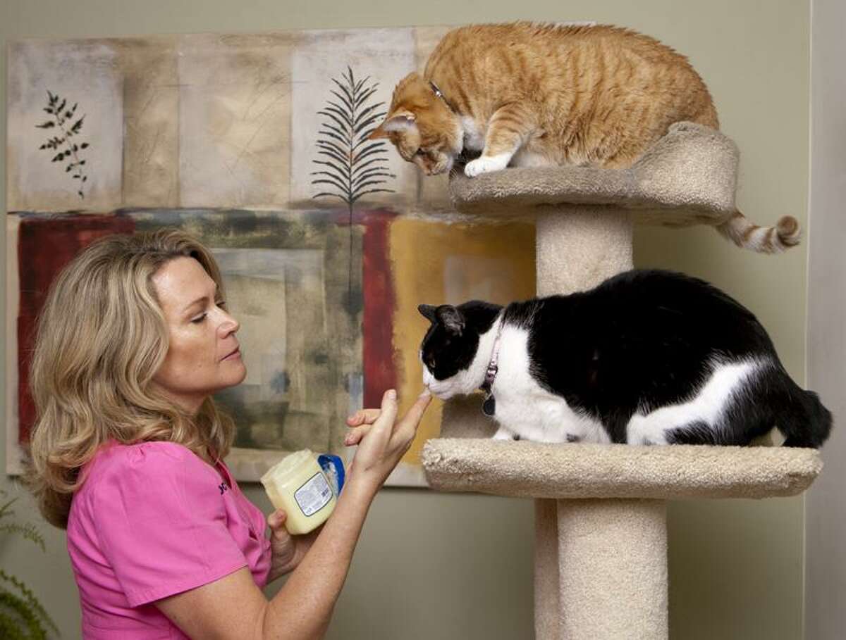 Damian Dovarganes/Associated Press photo: Dr. Karen Halligan gives a dab of petroleum jelly to her cats Kinky, bottom, and Nathan at her home in Marina del Rey, Calif. A number of over-the-counter dietary supplements such as Petromalt can be given to cats to help prevent hairballs.
