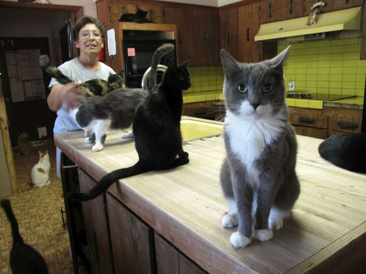 Tracie Cone/Associated Press photo: Lynea Lattanzio founded Cat House on the Kings sanctuary in Parlier, Calif. She has a lot of experience with hairballs and about 1,000 residents of the sanctuary.