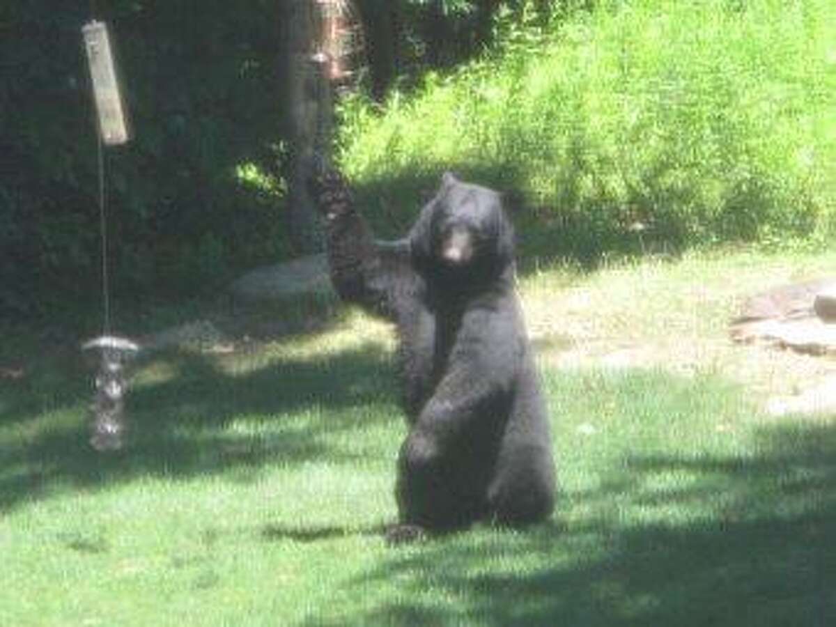 The bear spotted in Seymour Photo courtesy Valley Independent Sentinel