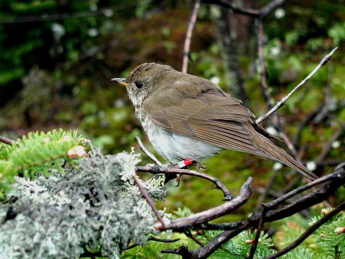 Photo courtesy of Chris Rimmer: Members of the New Haven Bird Club will hear more about Bicknell's thrush at their monthly meeting this week. TAKE YOUR BEST SHOT: Readers are invited to send their nature photos and comments to features@nhregister.com or post them on our Facebook fan page, www.facebook.com/newhavenregister