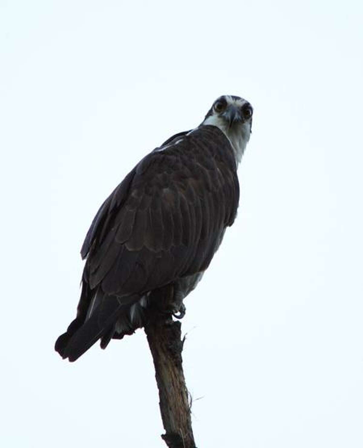 OVERNIGHT GUEST: Donna Lorello of Branford writes, "I had this male osprey decide to roost in my backyard over the last two nights in a dead tree. In all my years living in the same house, I've had these birds fly over during migration or while seeking water to fish from, but this is the first time one has roosted. TAKE YOUR BEST SHOT Readers are invited to send their nature photos and comments to features@nhregister.com or post them on our Facebook fan page, www.facebook.com/newhavenregister
