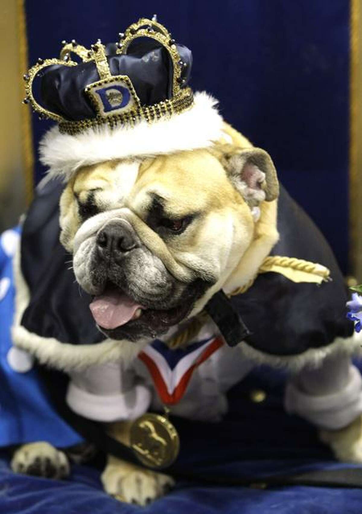 Lucy Brown, owned by Nancy Brown, of Johnston, Iowa, sits on the throne after being crowned winner of the 32nd annual Drake Relays Beautiful Bulldog Contest Monday in Des Moines, Iowa. Associated Press